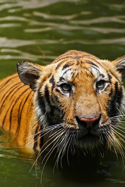 Tiger — Stock Photo, Image