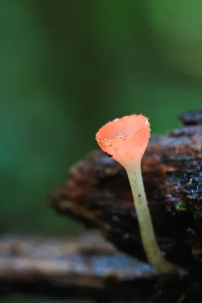 Mushroom Champagne — Stock Photo, Image