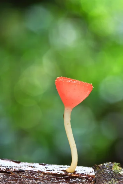 Mushroom Champagne — Stock Photo, Image