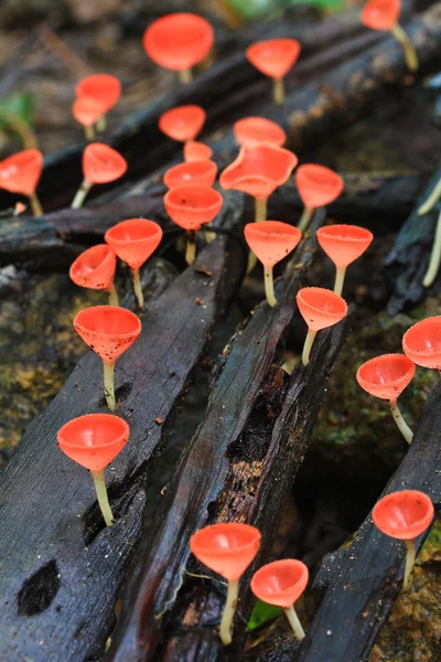 Mushroom Champagne — Stockfoto