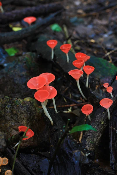 Mushroom Champagne — Stockfoto