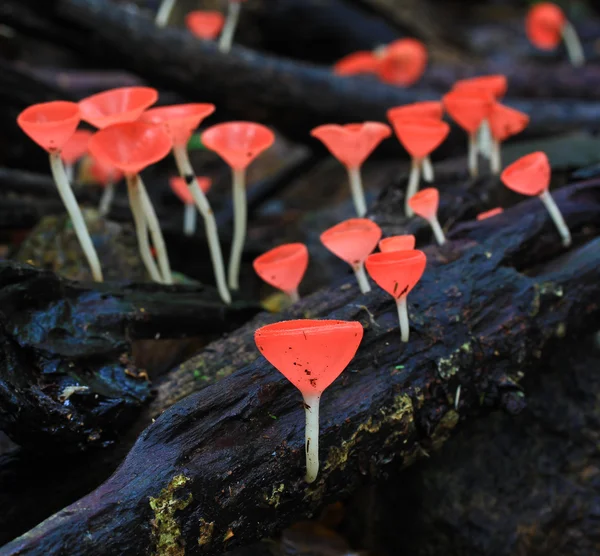 Mushroom Champagne — Stockfoto