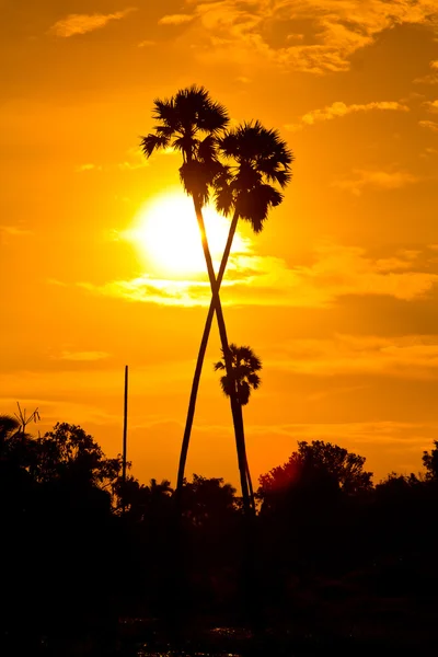 Západ slunce Palmový cukr — Stock fotografie