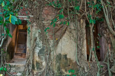 Ağaç kökleri tarafından çevrili Budist Kilisesi