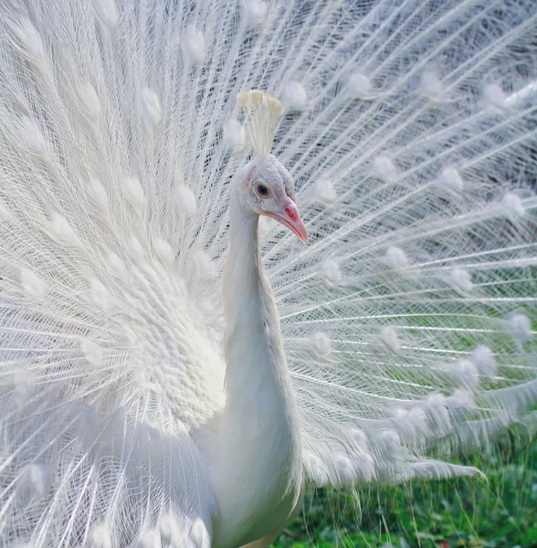 White Peacock — Stock Photo, Image