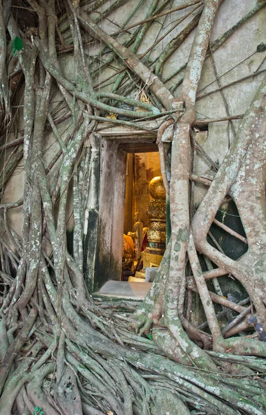 Буддийская церковь в окружении корней деревьев — стоковое фото