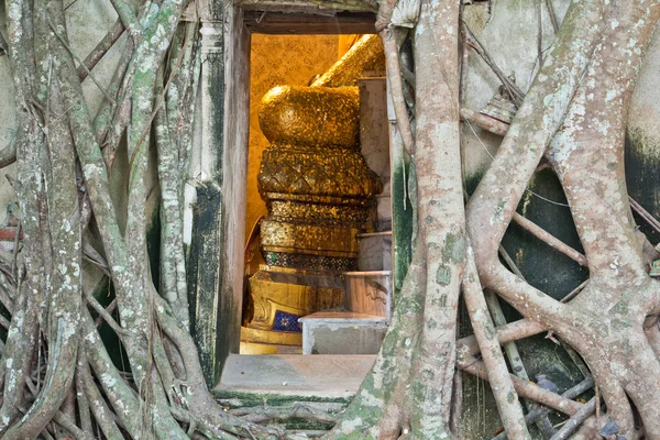 Buddhistické kostel obklopený kořeny stromů — Stock fotografie