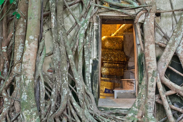 Eglise bouddhiste entourée de racines d'arbres — Photo