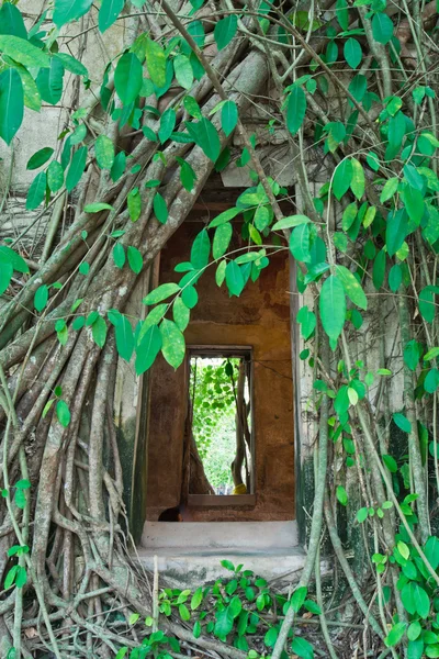 佛教教堂包围树的根 — 图库照片