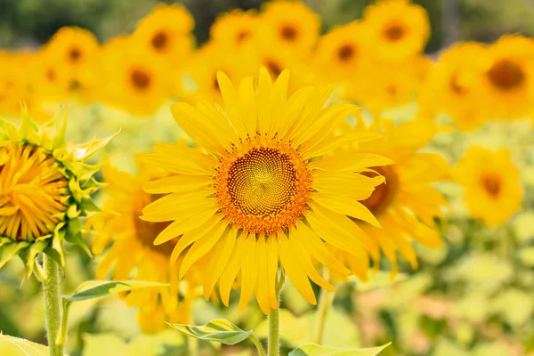 Gele zonnebloem — Stockfoto