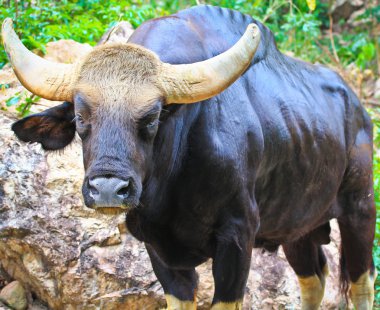 gülbay seladaing bos gaurus