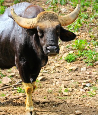 gülbay seladaing bos gaurus