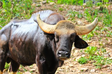 gülbay seladaing bos gaurus