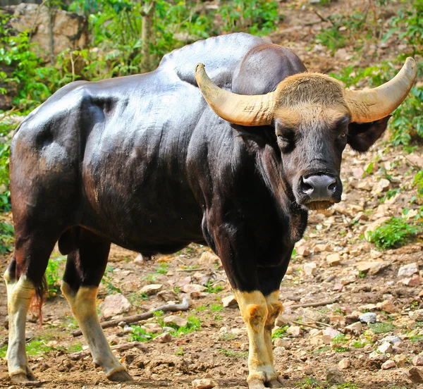 Gullotta seladaing bos gaurus — Foto Stock