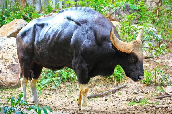 Gülbay seladaing bos gaurus — Stok fotoğraf