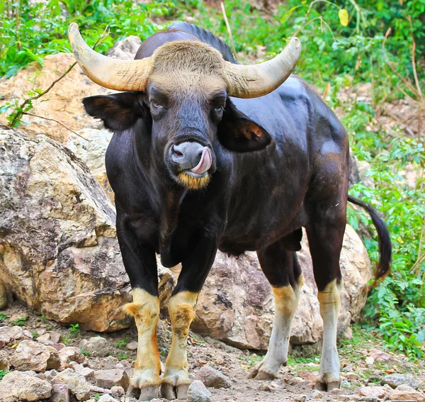 Gaur Seladaing Bos gaurus — Stockfoto