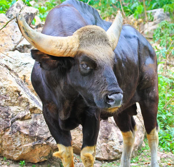 Gaur Seladaing Bos gaurus — Stockfoto