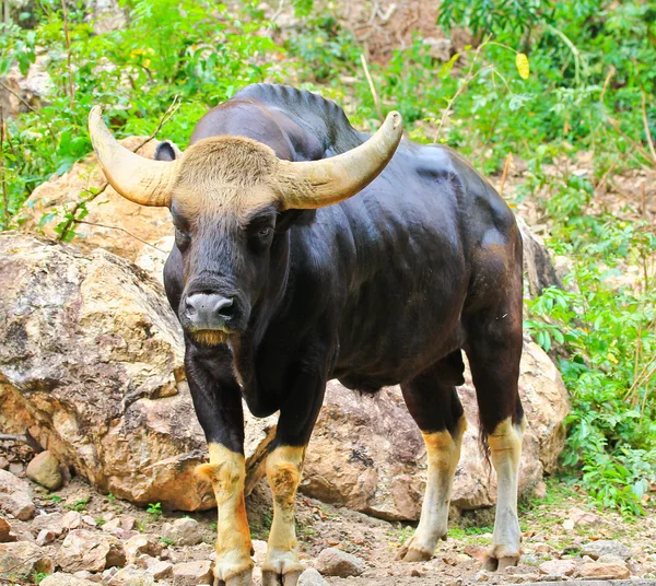 Gonçalves seladaing bos gaurus — Fotografia de Stock