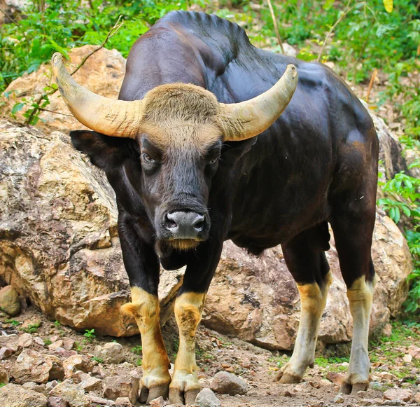 Gullotta seladaing bos gaurus — Foto Stock