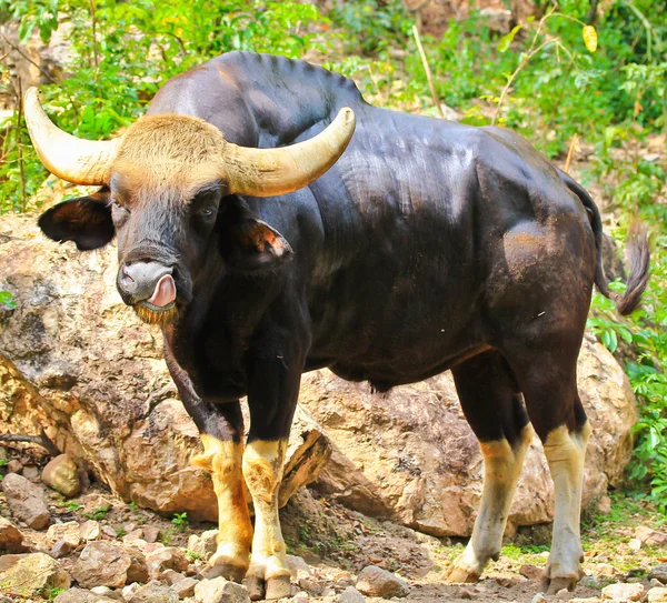 Seladaing Gaur Bos gaurus —  Fotos de Stock