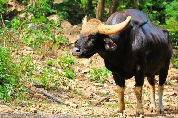 Gaur seladaing Bos gaurus — Stock Photo, Image
