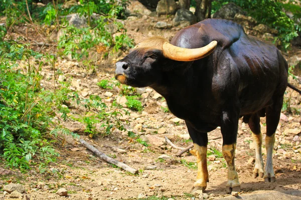 Gonçalves seladaing bos gaurus — Fotografia de Stock