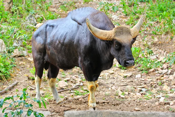 ガウル seladaing bos gaurus — ストック写真