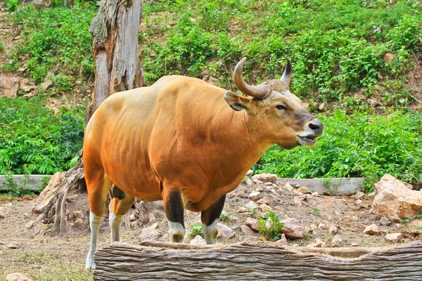 Banteng o Red Bull — Foto Stock