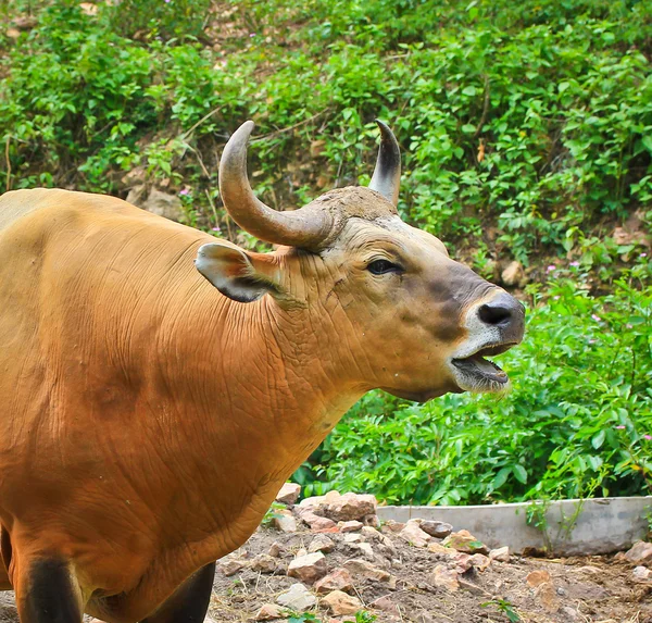 Banteng atau Banteng Merah — Stok Foto