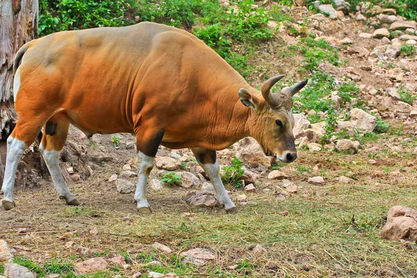 Bant veya red bull — Stok fotoğraf