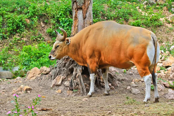 Bant veya red bull — Stok fotoğraf