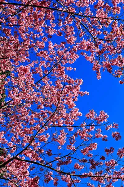 Třešňový květ cesta — Stock fotografie