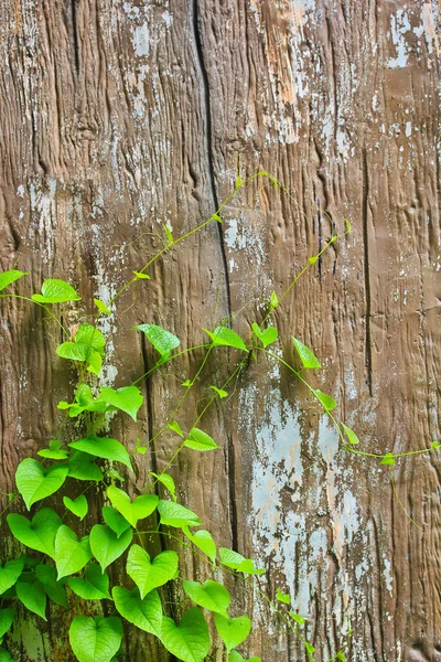Зеленая виноградная лоза — стоковое фото