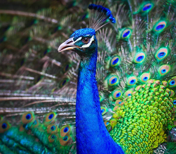 Porträtt av vacker påfågel — Stockfoto