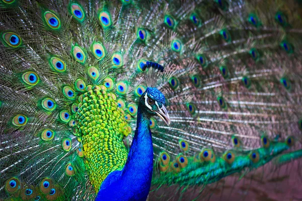 Retrato de belo pavão — Fotografia de Stock