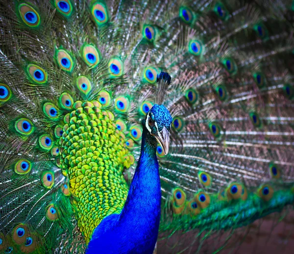 Portrait of beautiful peacock — Stock Photo, Image