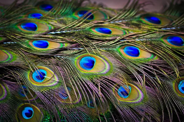 Plumas de pavo real — Foto de Stock