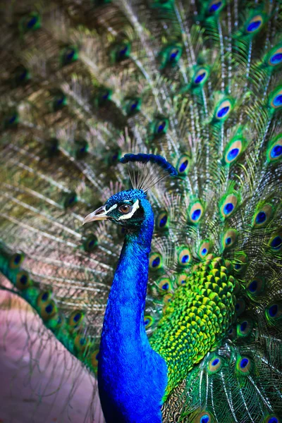 Portrait of beautiful peacock — Stock Photo, Image