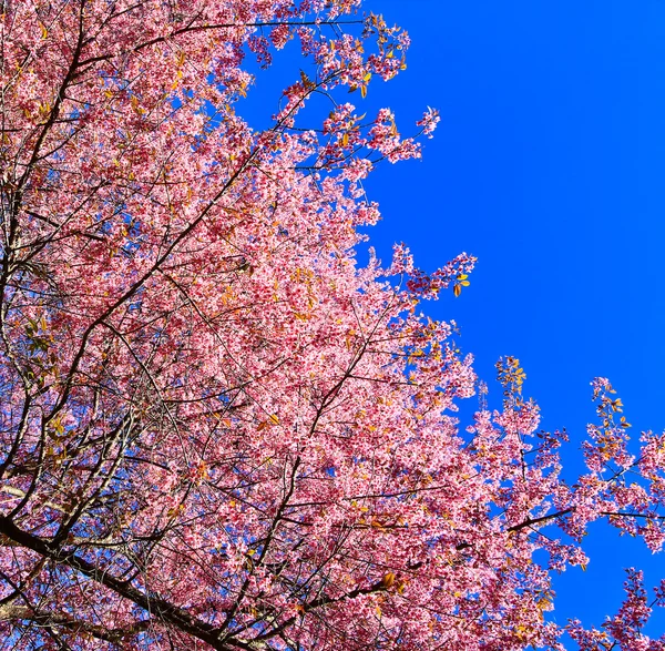 Percorso dei fiori di ciliegio — Foto Stock