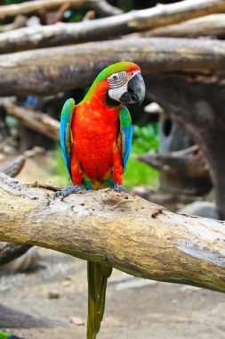 renkli Amerika papağanı