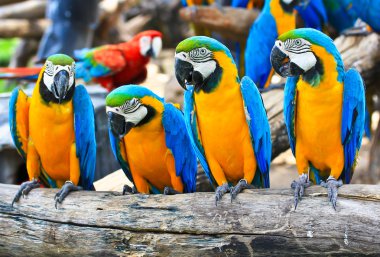 renkli Amerika papağanı