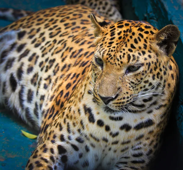 Leopard face — Stock Photo, Image