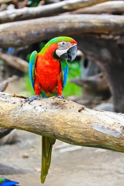 Guacamayo colorido — Foto de Stock