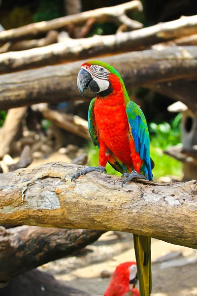 Colorful macaw — Stock Photo, Image