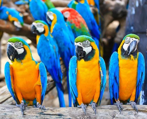 Colorful macaw — Stock Photo, Image