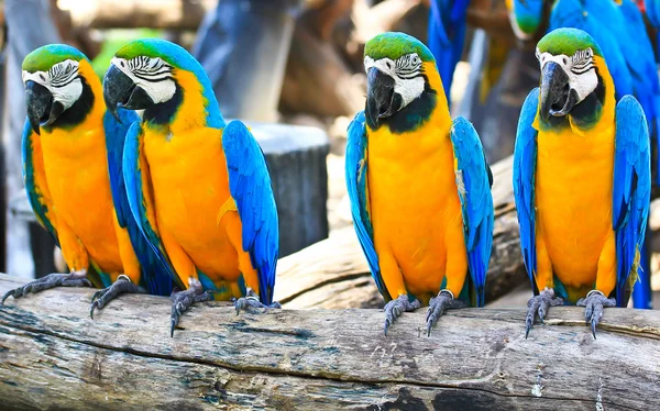 Colorful macaw — Stock Photo, Image