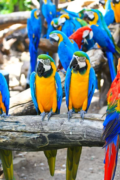 Colorful macaw — Stock Photo, Image