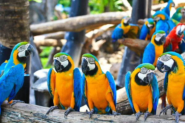 Renkli Amerika papağanı — Stok fotoğraf