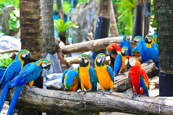 Guacamayo colorido — Foto de Stock