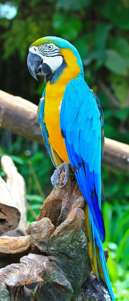 Guacamayo colorido — Foto de Stock